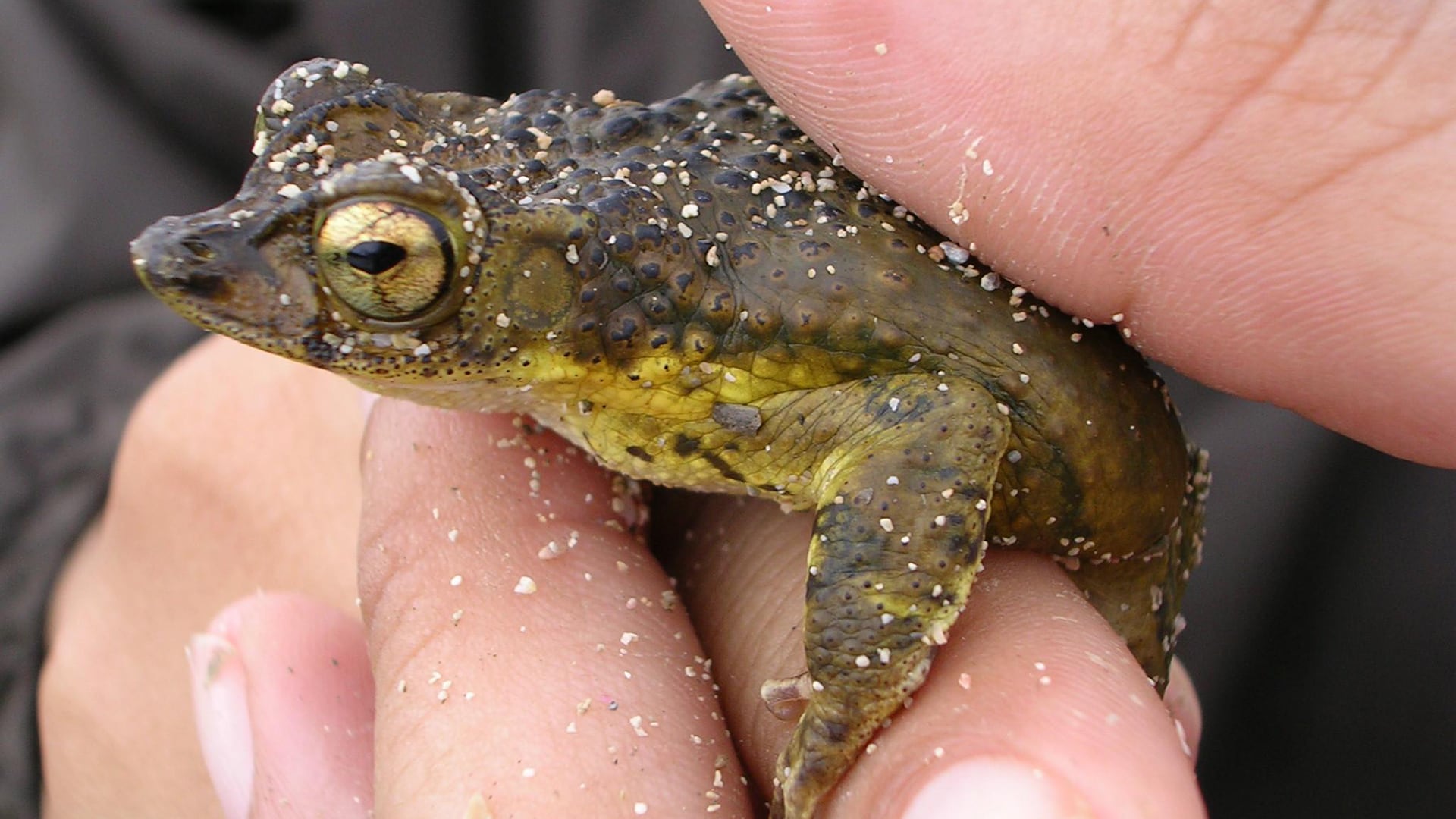 El sapo concho depende de charcas temporales y enfrenta amenazas como la pérdida de hábitat y el cambio climático en Puerto Rico. (Wikipedia)