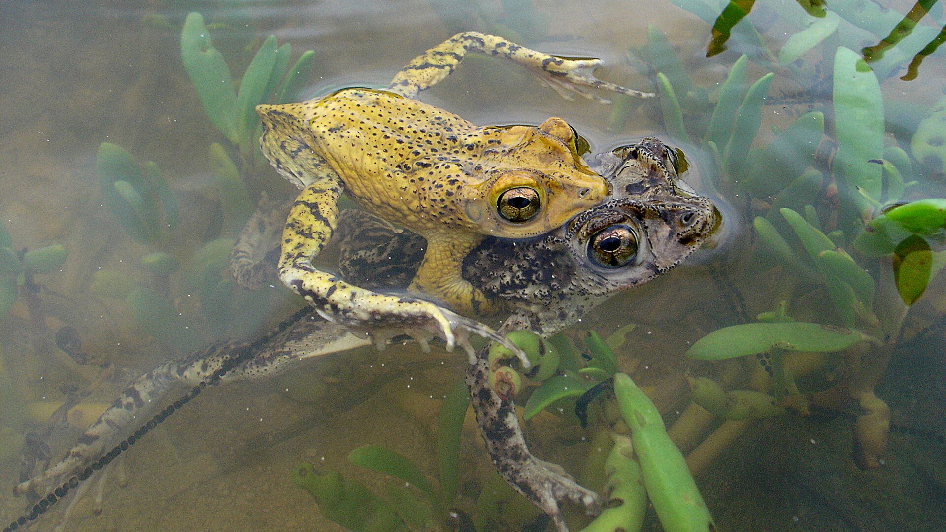 Científicos de la Universidad de Puerto Rico usan modelos matemáticos para identificar zonas clave de conservación del sapo concho (Wikipedia)