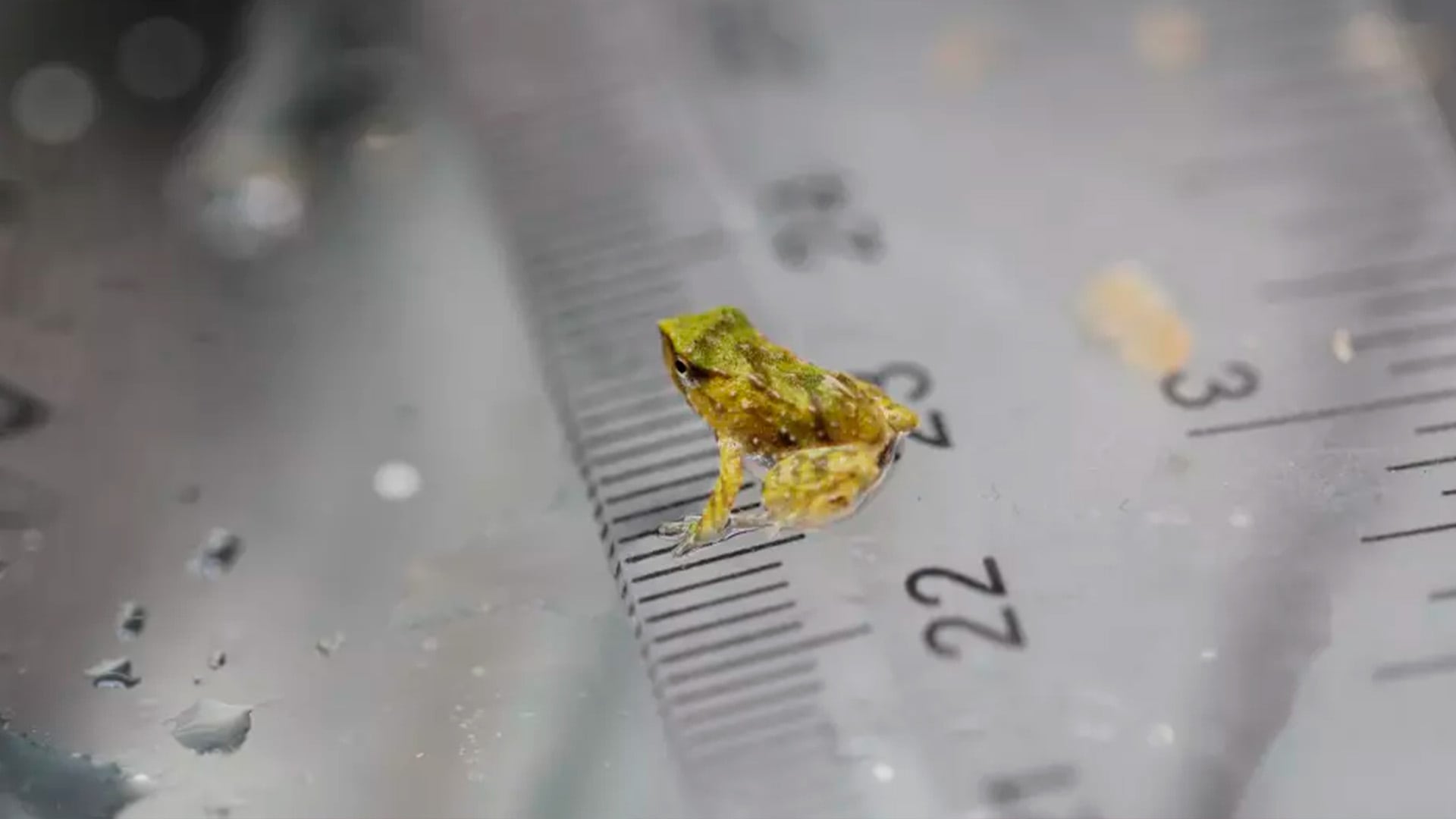 Investigadores implementan rescates y estrategias para reducir la transmisión del hongo Bd en poblaciones de rana de Darwin.
Crédito: (London Zoo)