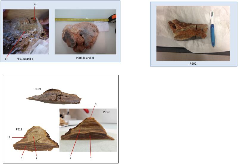 El fósil, conocido como Petralona 1, fue descubierto en 1960 en una cueva del norte griego ( Science Direct )