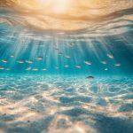 El calentamiento de los océanos reduce casi un 20% la cantidad de peces cada año