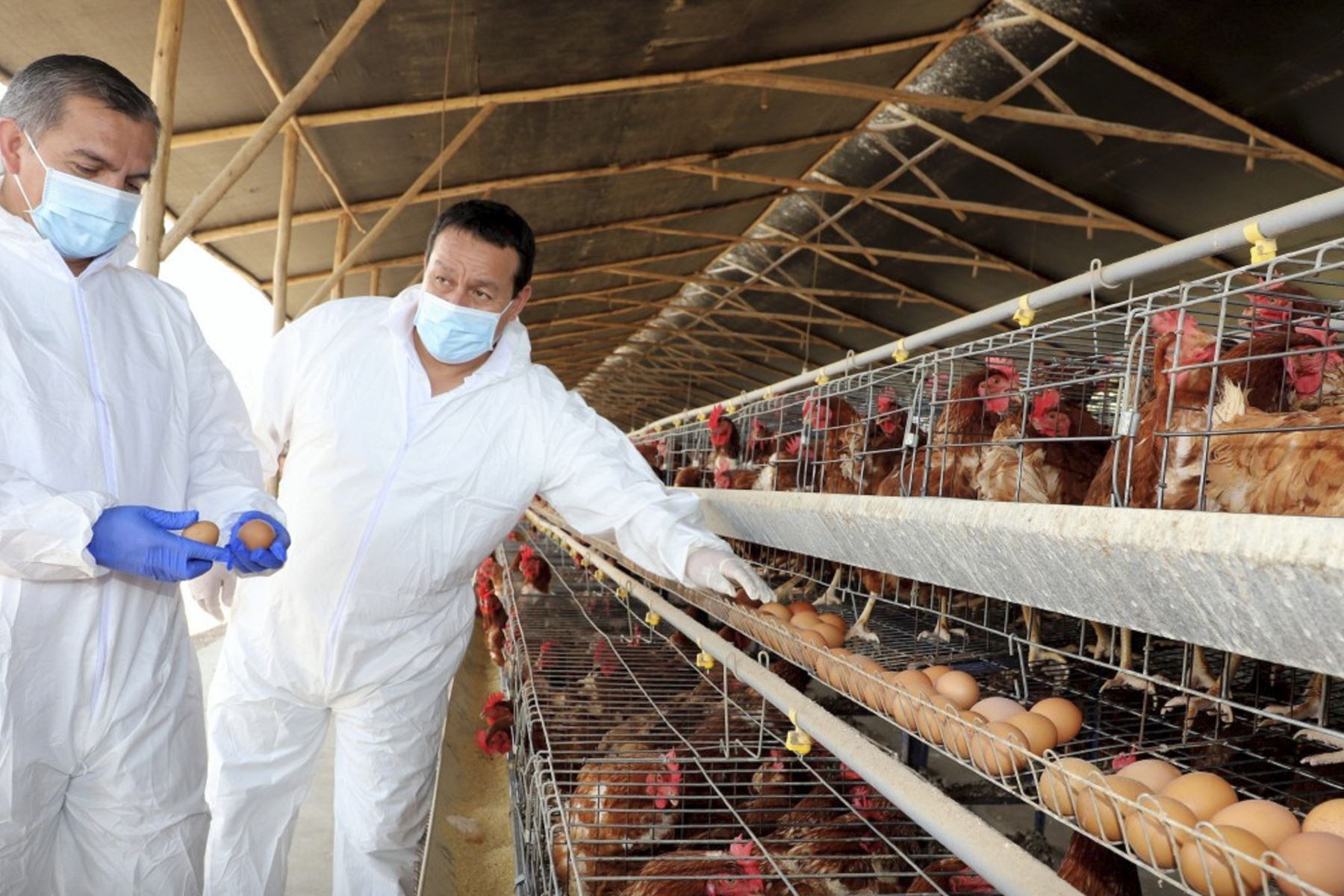 El SENASA emitió recomendaciones para evitar los contagios (Foto: Andina)