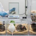 El papel del nervio vago en la supervivencia del cáncer de pulmón, según un estudio