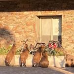 El tierno video que Wanda Nara publicó en sus redes tras la visita que recibió en su casa de Nordelta: “Muero de amor”