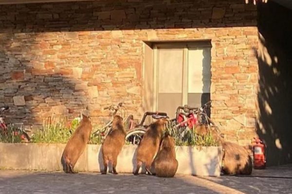 El tierno video que Wanda Nara publicó en sus redes tras la visita que recibió en su casa de Nordelta: “Muero de amor”