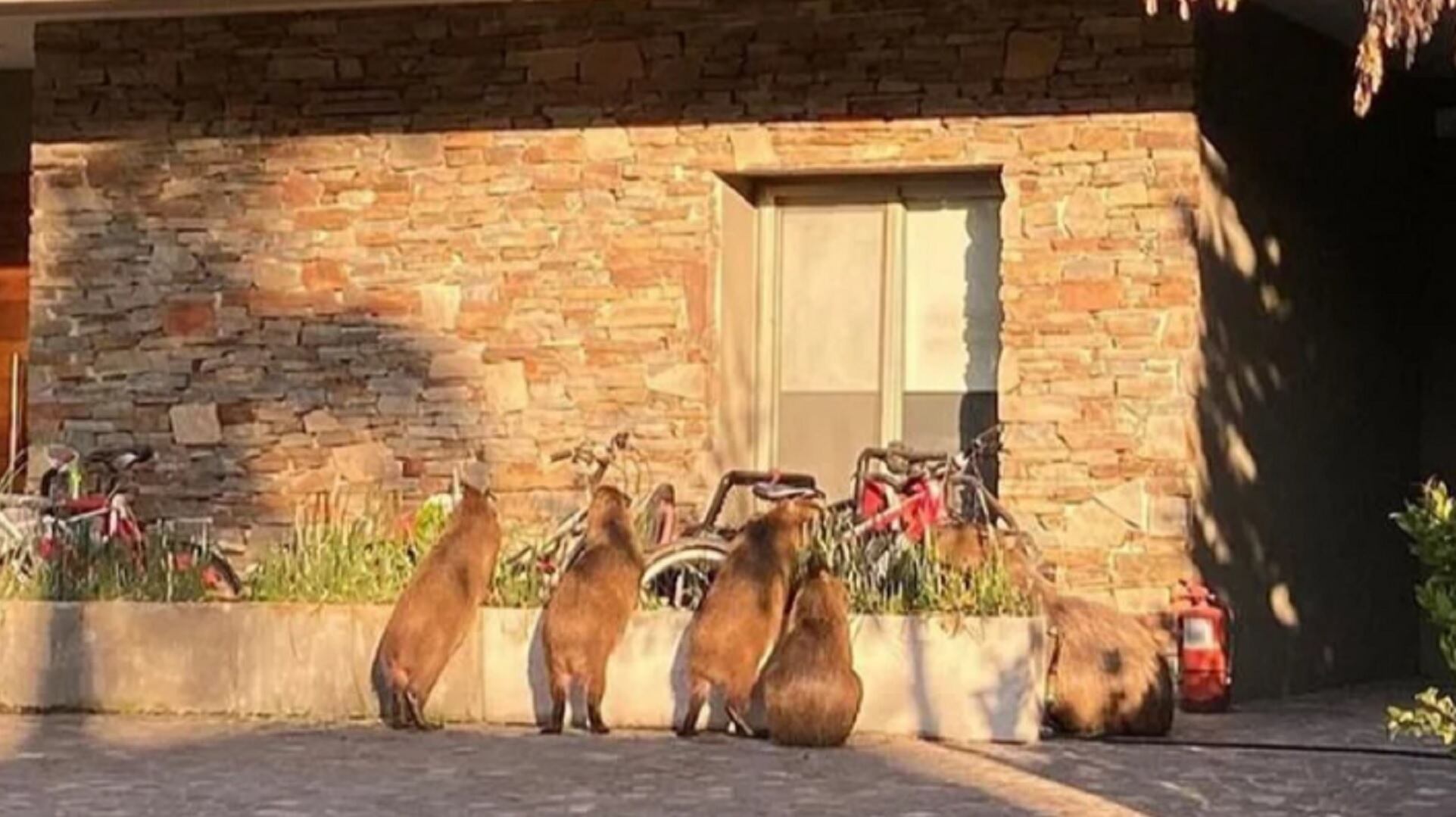 El tierno video que Wanda Nara publicó en sus redes tras la visita que recibió en su casa de Nordelta: “Muero de amor”