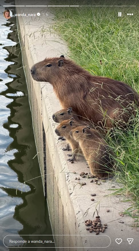 El video publicado por Wanda Nara muestra la presencia cada vez más frecuente de carpinchos en el barrio privado de Nordelta