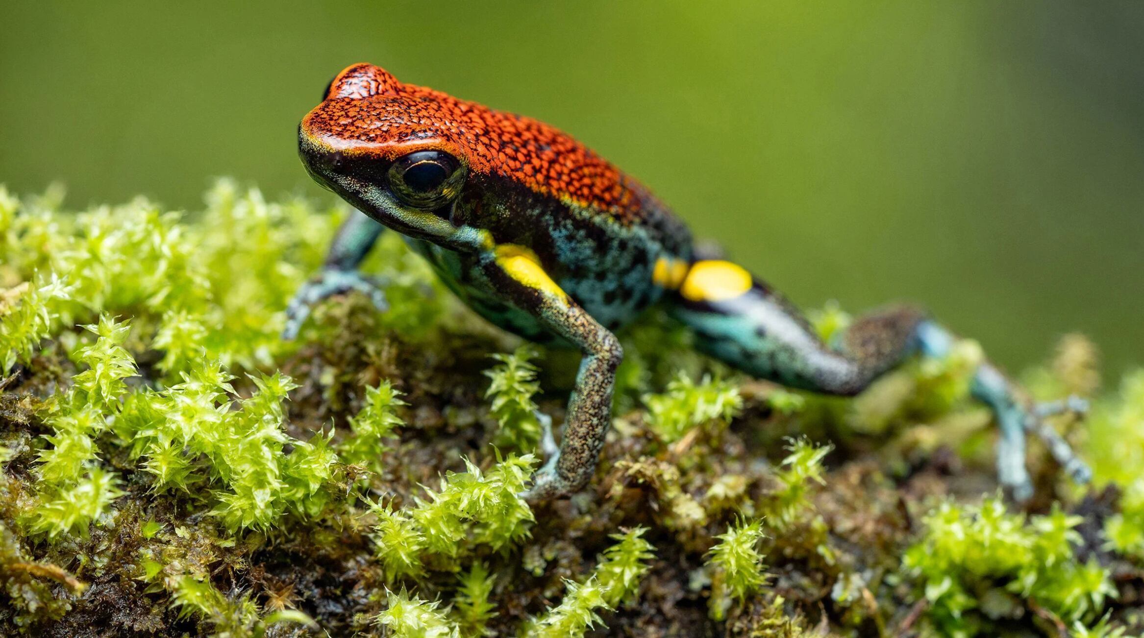 La rana dardo cuyo veneno fue replicado para asesinar al opositor de Putin. (Universal Images Group vía Getty Images)
