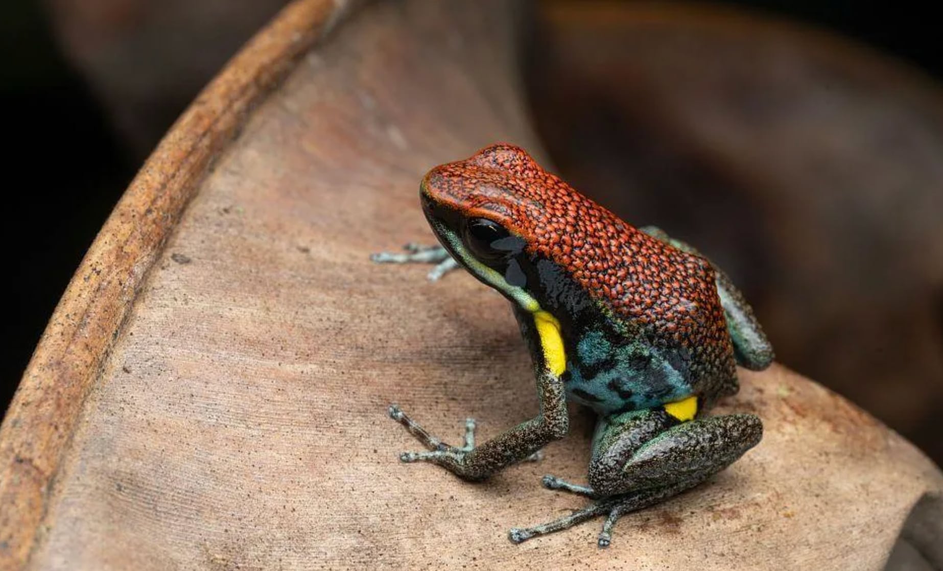 La rana dardo. (Universal Images Group vía Getty Images)