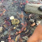 Gobierno y ONG impulsan expansión de humedal clave para biodiversidad panameña