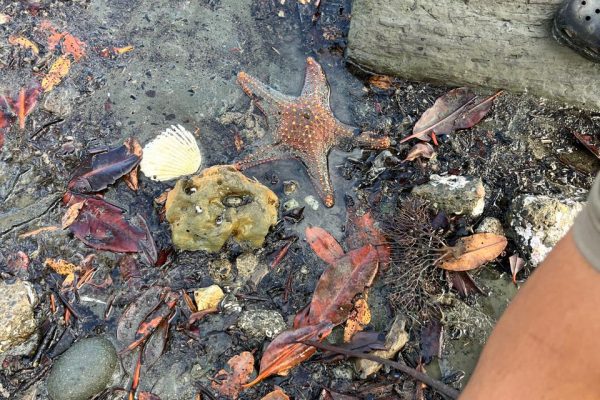 Gobierno y ONG impulsan expansión de humedal clave para biodiversidad panameña