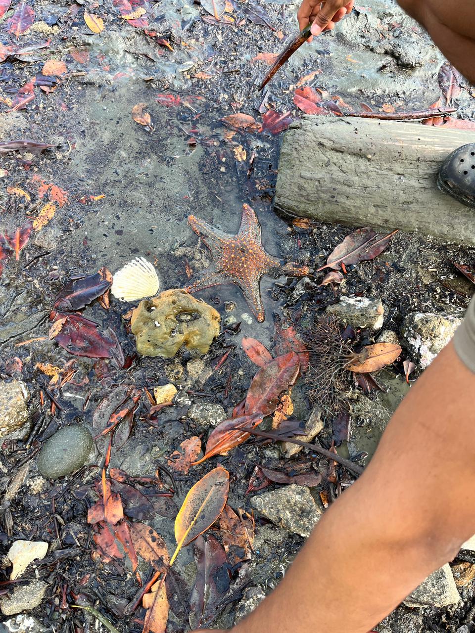 Gobierno y ONG impulsan expansión de humedal clave para biodiversidad panameña