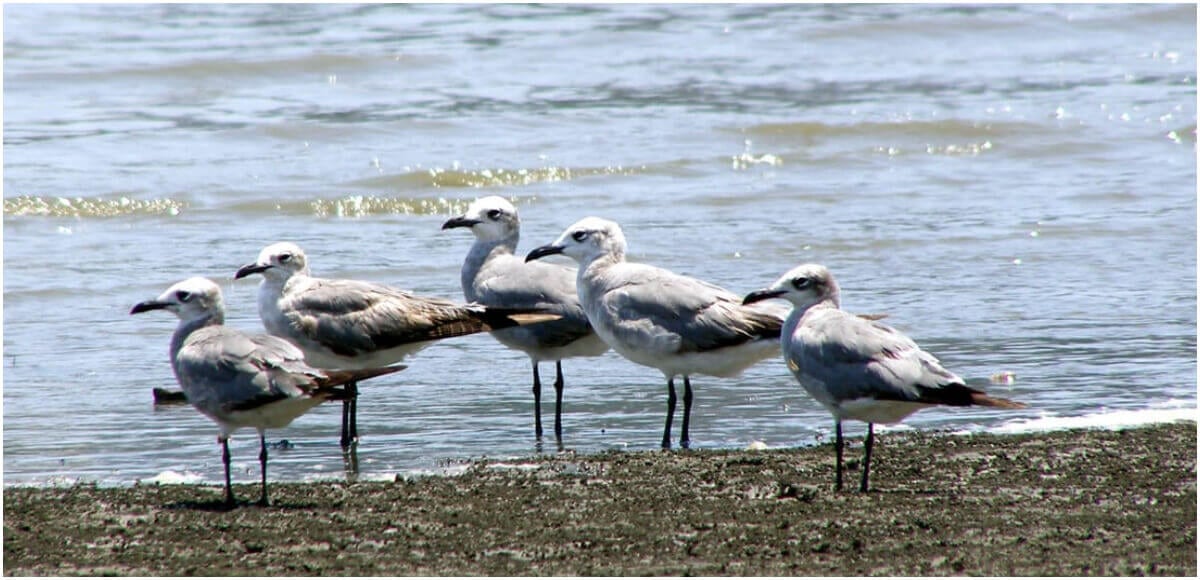 Panamá cuenta con otros humedales Ramsar como la Bahía de Panamá, reconocida internacionalmente por su importancia para aves migratorias y ecosistemas de manglar. Cortesía Municipio de Panamá