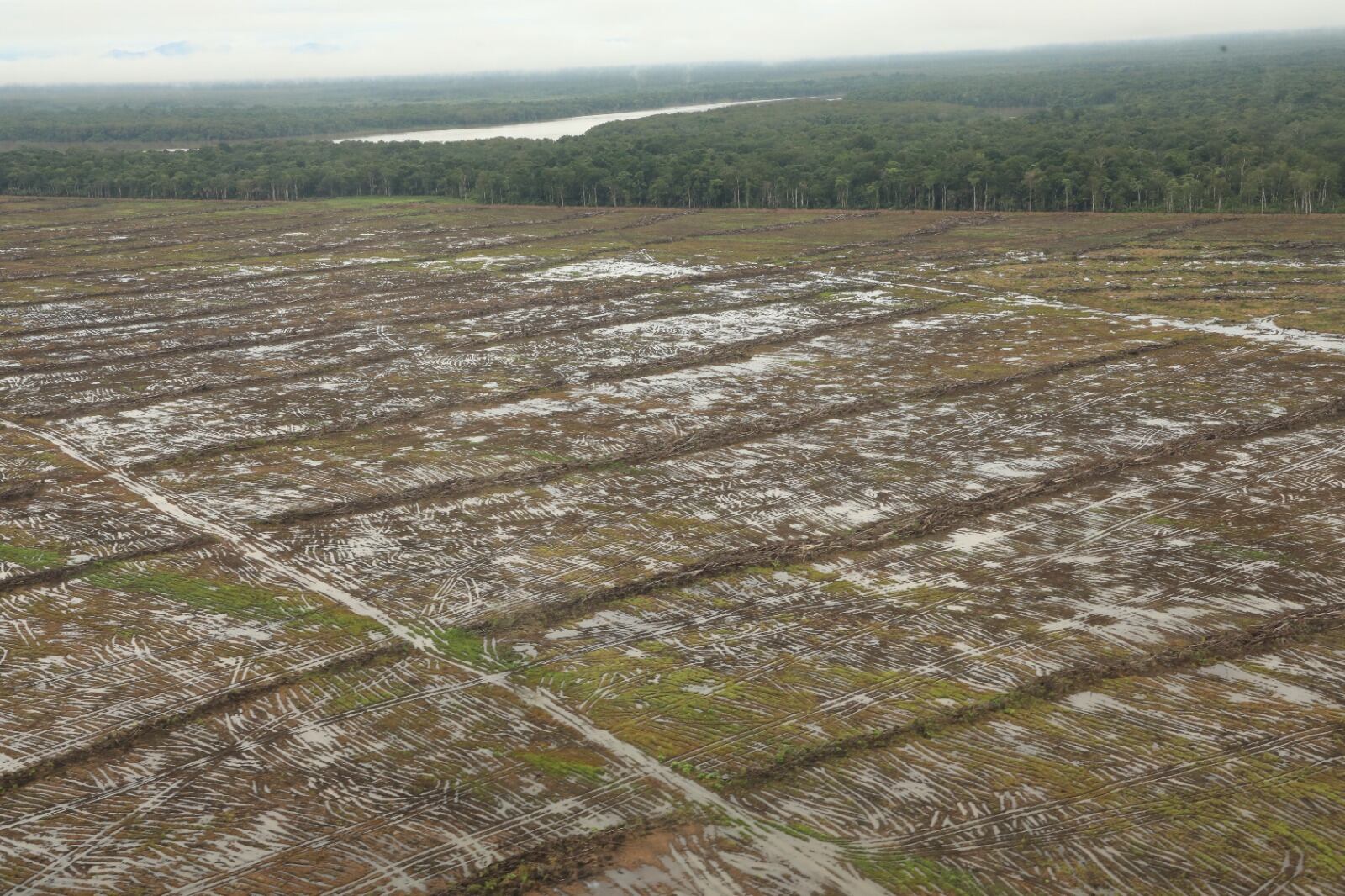 Los humedales panameños enfrentan presiones por actividades como la tala, cambios en el uso del suelo y expansión urbana, factores que amenazan su equilibrio ecológico. Cortesía