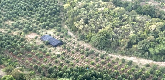 Vista aérea del terreno intervenido por las autoridades, donde se localizaron 1,835 plantas de marihuana./(Dirección Nacional de Control de Drogas)