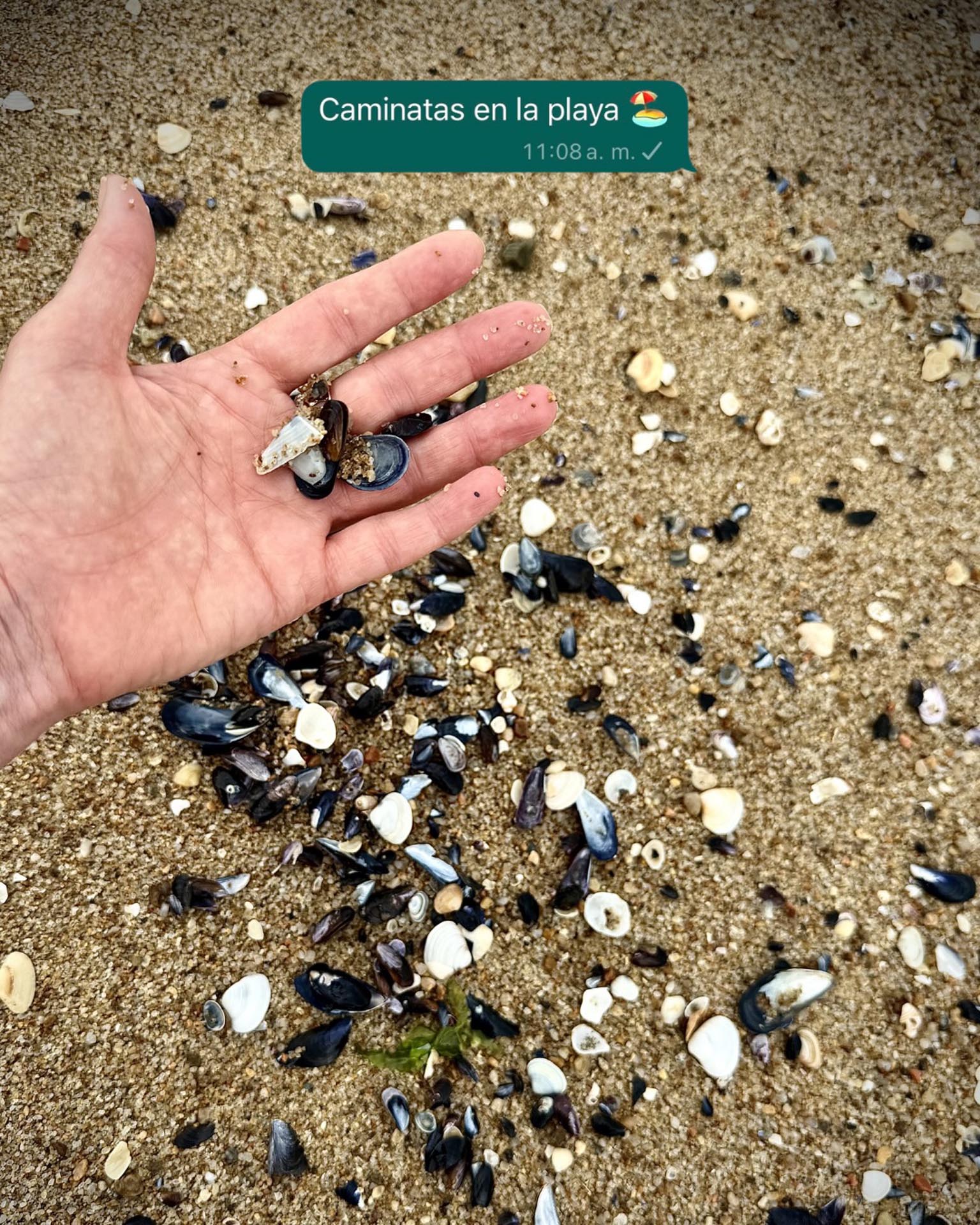 Mazzocco mostró su recogida de conchas marinas recogidas durante una caminata por la playa
