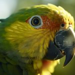 La clave biológica que convierte a los loros en los grandes imitadores del reino animal