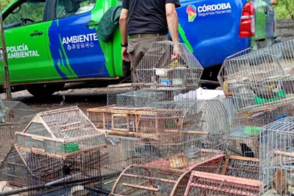 La Policía Federal rescató a un mono que estaba en cautiverio en el barrio porteño de Retiro