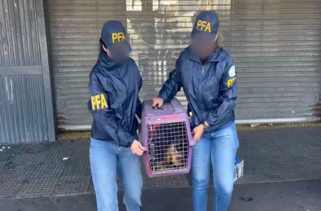 La detenida, una ciudadana paraguaya mayor de edad, quedó imputada por intentar trasladar ilegalmente un primate protegido por normativas ambientales
