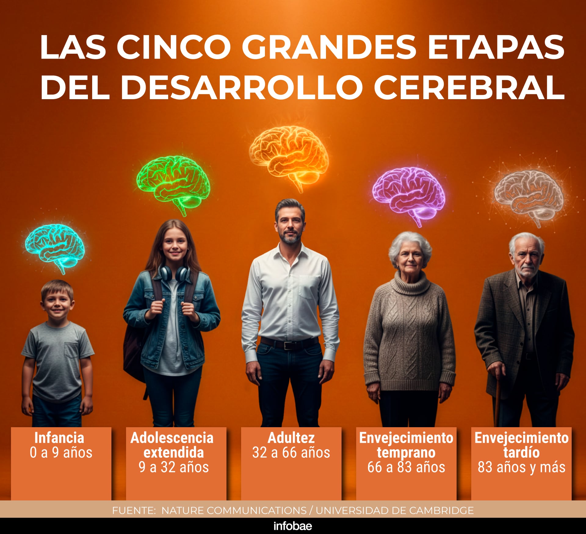 Los científicos detectaron cambios topológicos en el “cableado” neuronal a los 9, 32, 66 y 83 años, marcando cinco épocas en el ciclo vital