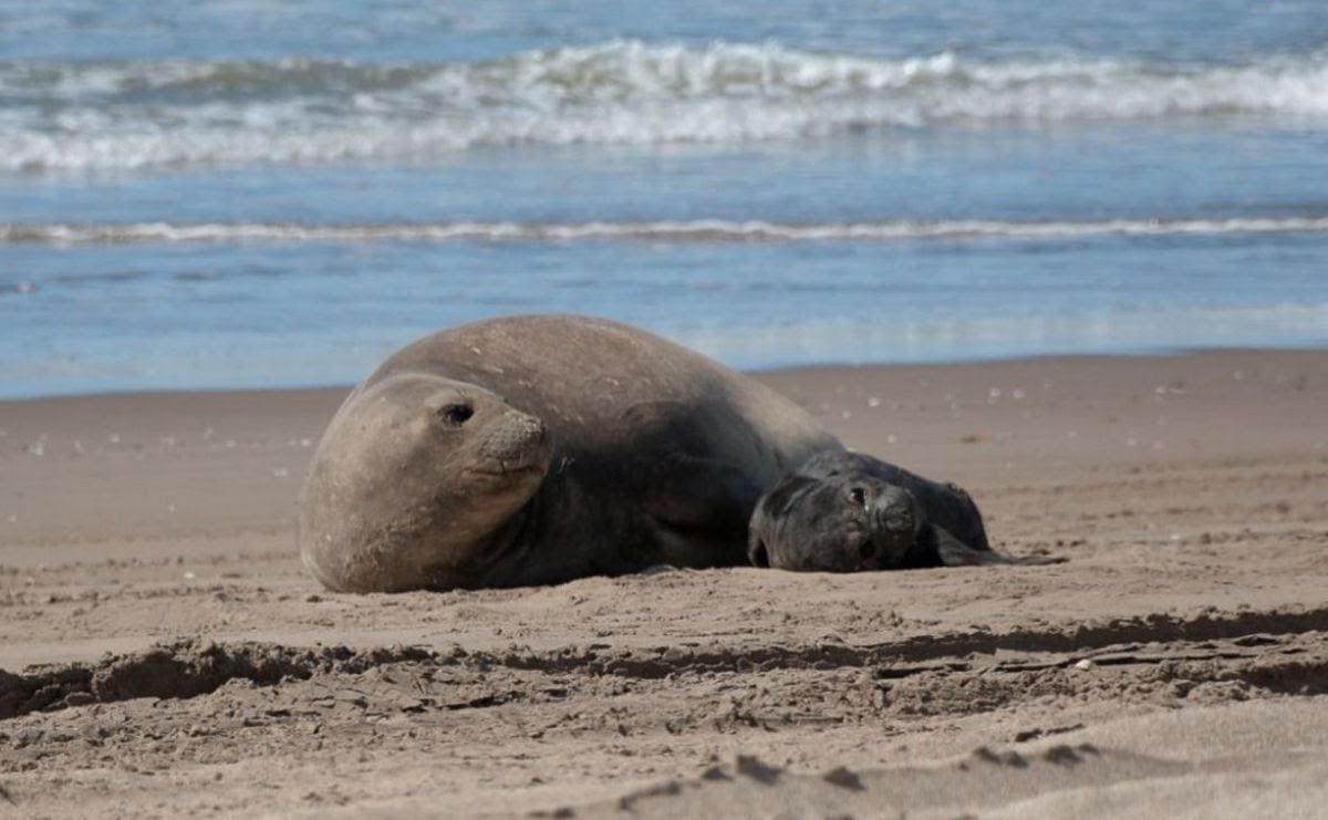 La epidemia de gripe aviar en Península Valdés en 2023 provocó una drástica reducción en la población de elefantes marinos (Ana Zubarriain)