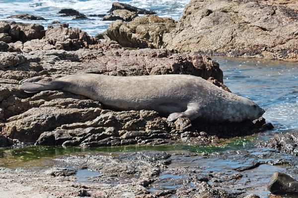 Los elefantes marinos llegan a las playas de Buenos Aires, Uruguay y Brasil: por qué ocurre y cómo protegerlos