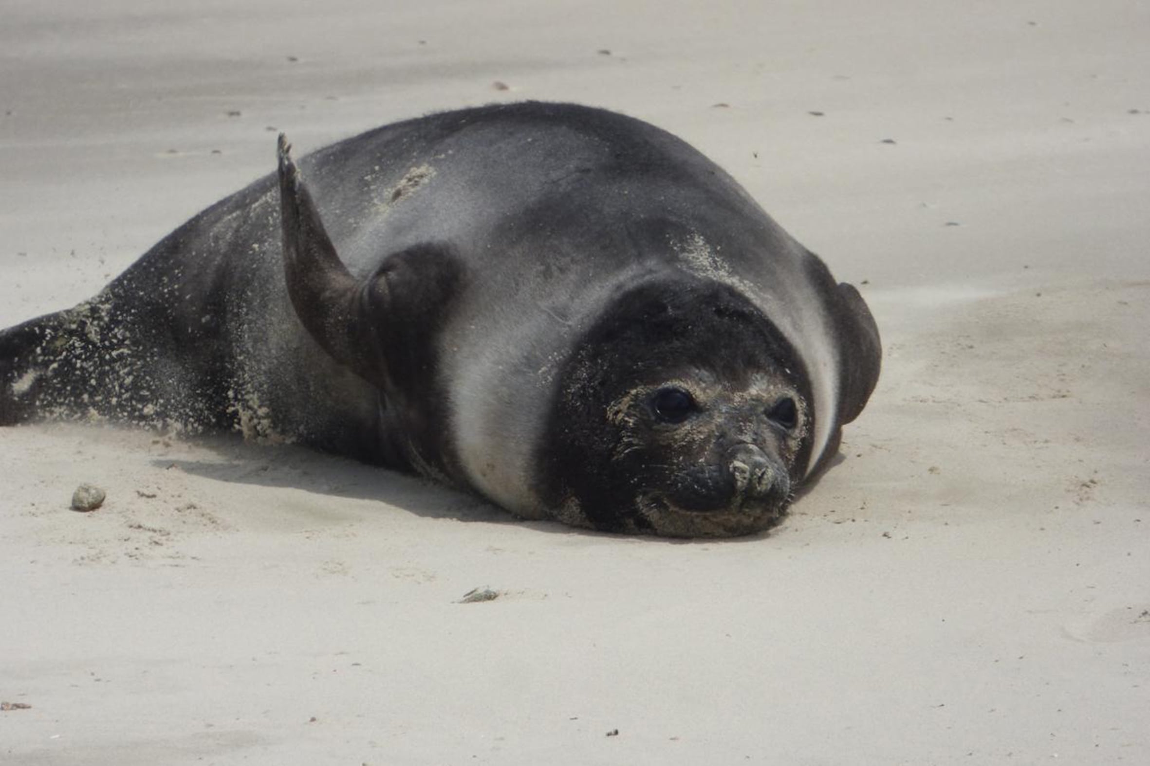 La presencia de elefantes marinos del sur en playas bonaerenses y uruguayas genera preocupación entre especialistas (Karumbe Uruguay)