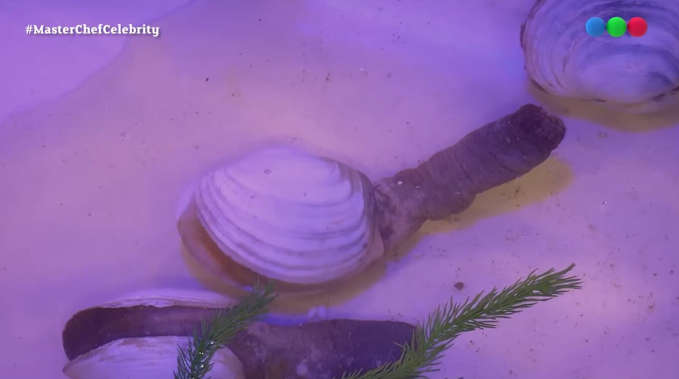 “Esta almeja es el molusco más grande del mar argentino. Tiene varias denominaciones: panopea generosa o panopea trompa de elefante”, explicó Damián Betular ante las miradas incrédulas de los famosos 