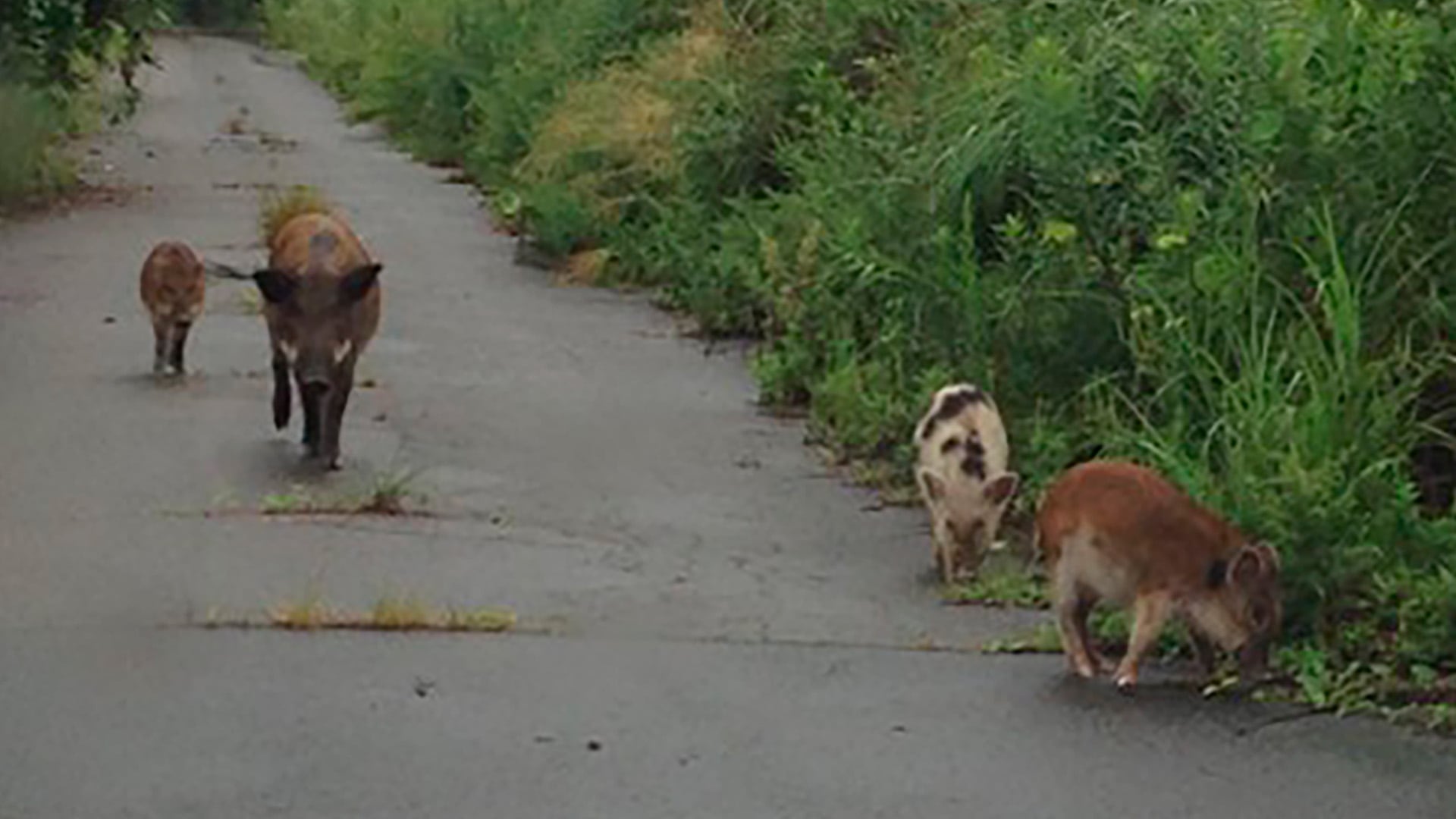Los cerdos domésticos escaparon y se mezclaron genéticamente con jabalíes silvestres en los bosques de Fukushima (Hiroko Ishiniwa / Mukogawa Women's University, Japón)