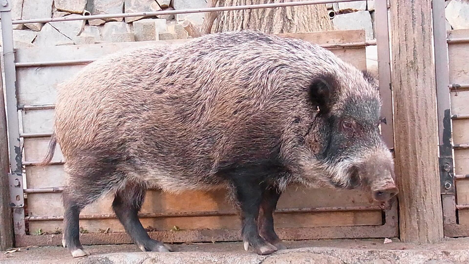 Los jabalíes híbridos en Fukushima: cómo el cruce con cerdos domésticos transformó la fauna tras el desastre nuclear