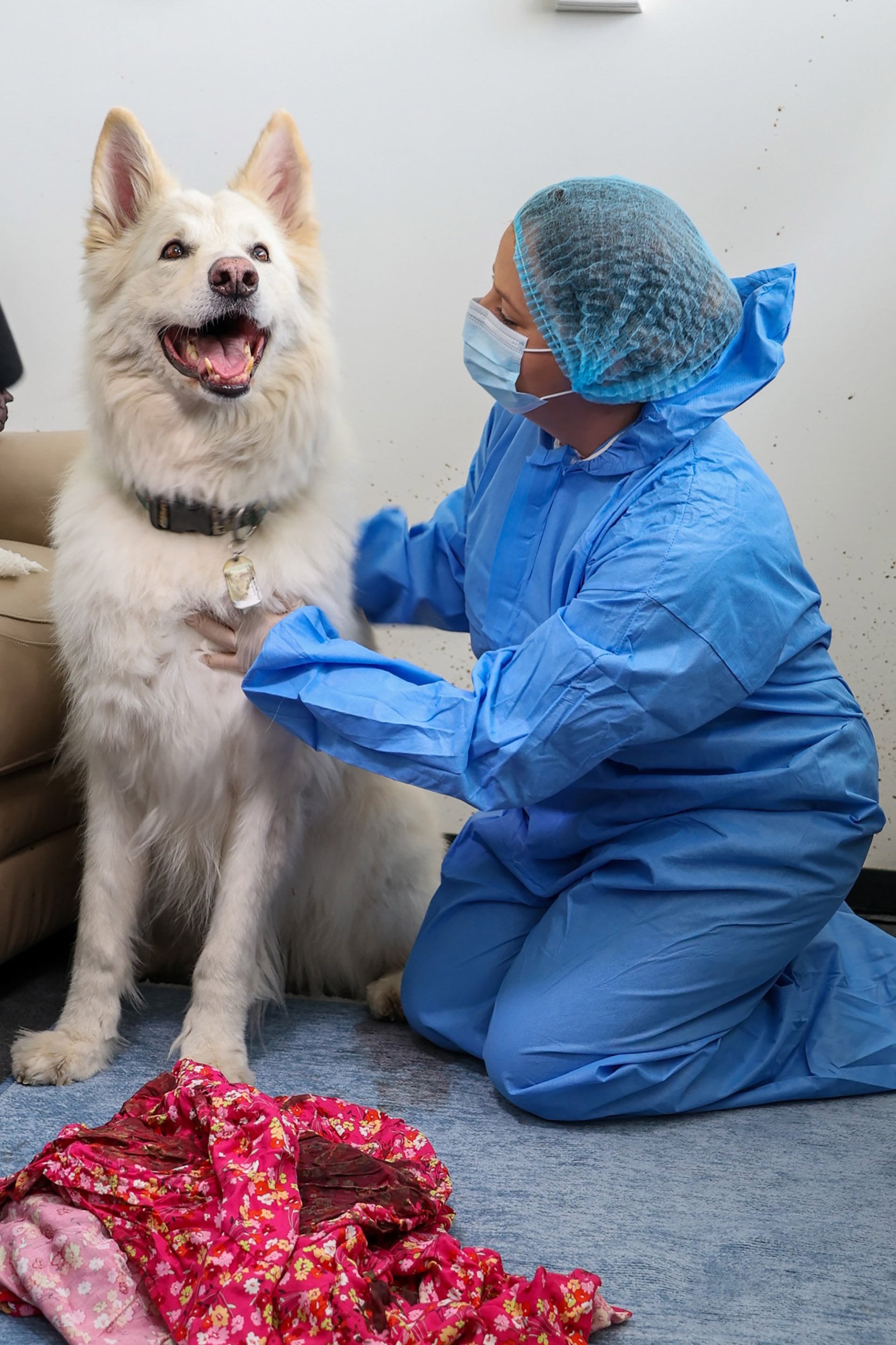 La capacidad de los animales para transferir y retener ADN humano plantea nuevos desafíos y oportunidades en la ciencia forense moderna. / Universidad Flinders