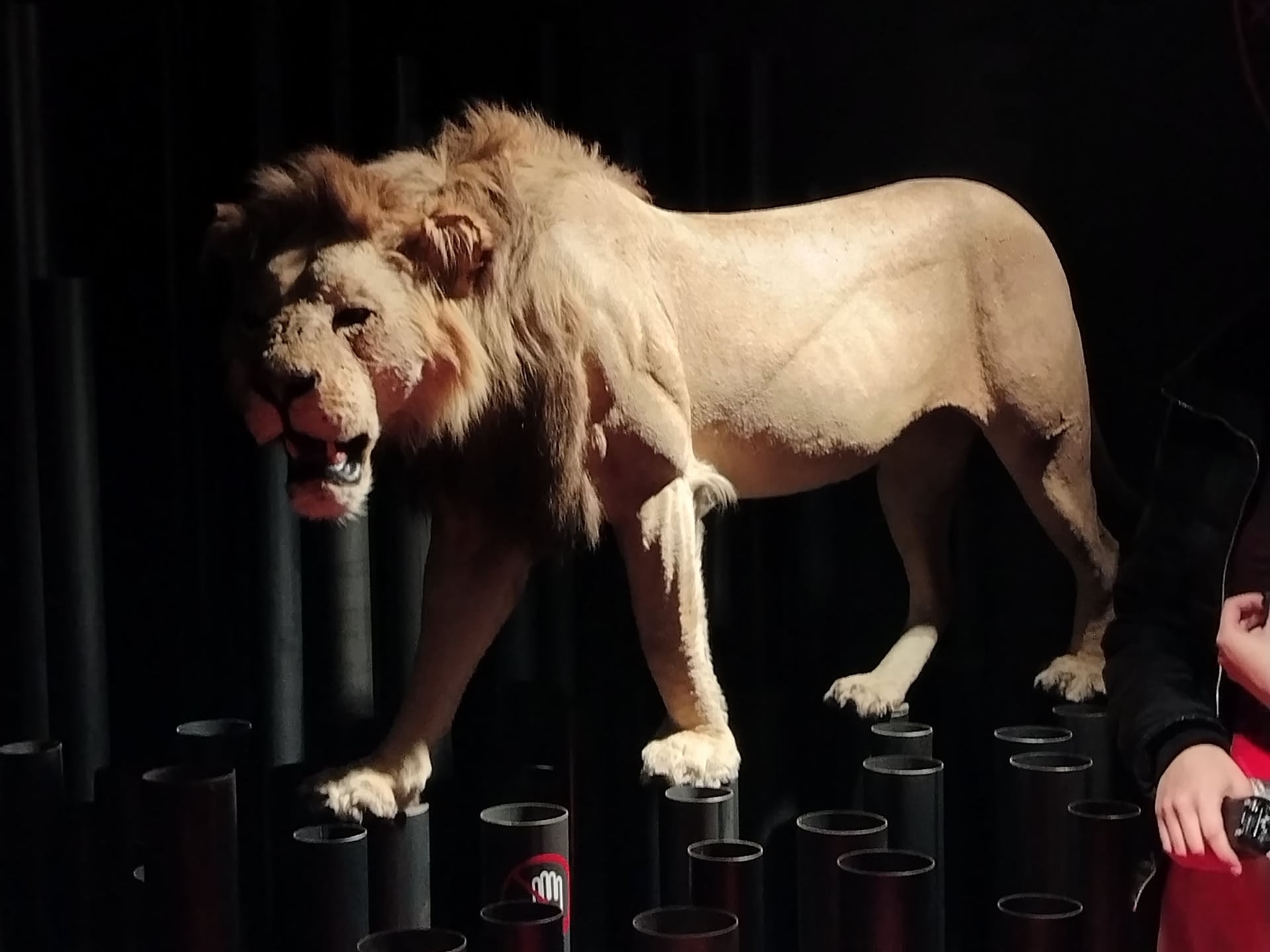 El león embalsamado que se encuentra en el museo del Athletic Club de Bilbao (Infobae)
