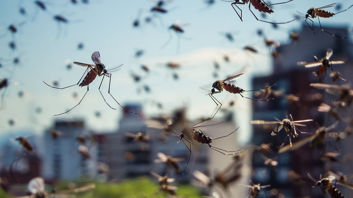Los síntomas más frecuentes del dengue incluyen fiebre alta, dolor de cabeza intenso, malestar general, dolor muscular, dolor ocular y erupciones cutáneas, mientras que los signos de alarma requieren atención médica inmediata. (Imagen Ilustrativa Infobae)