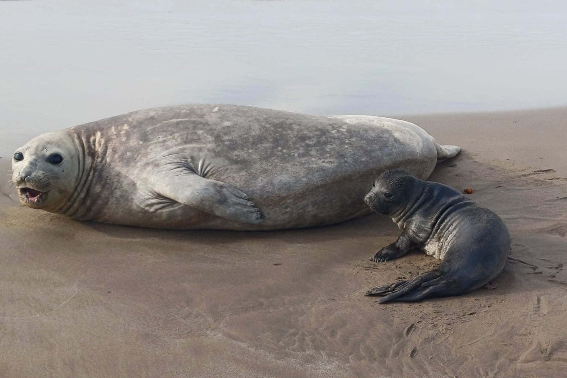Expertos vinculan la presencia de elefantes marinos fuera de su hábitat tradicional con la epidemia de influenza H5N1 que afectó a Península Valdés (Reserva Natural Mar Chiquita)