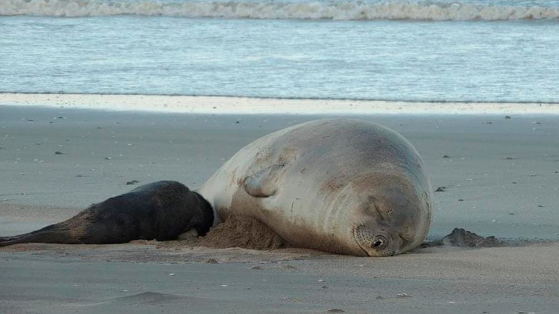 La aparición y comportamiento atípico de la especie subraya la urgencia de monitoreo y protección ante riesgos de enfermedades y cambios ambientales