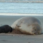 Por qué los elefantes marinos aparecen en costas atlánticas y qué hacer para protegerlos