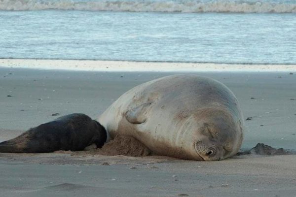 Por qué los elefantes marinos aparecen en costas atlánticas y qué hacer para protegerlos