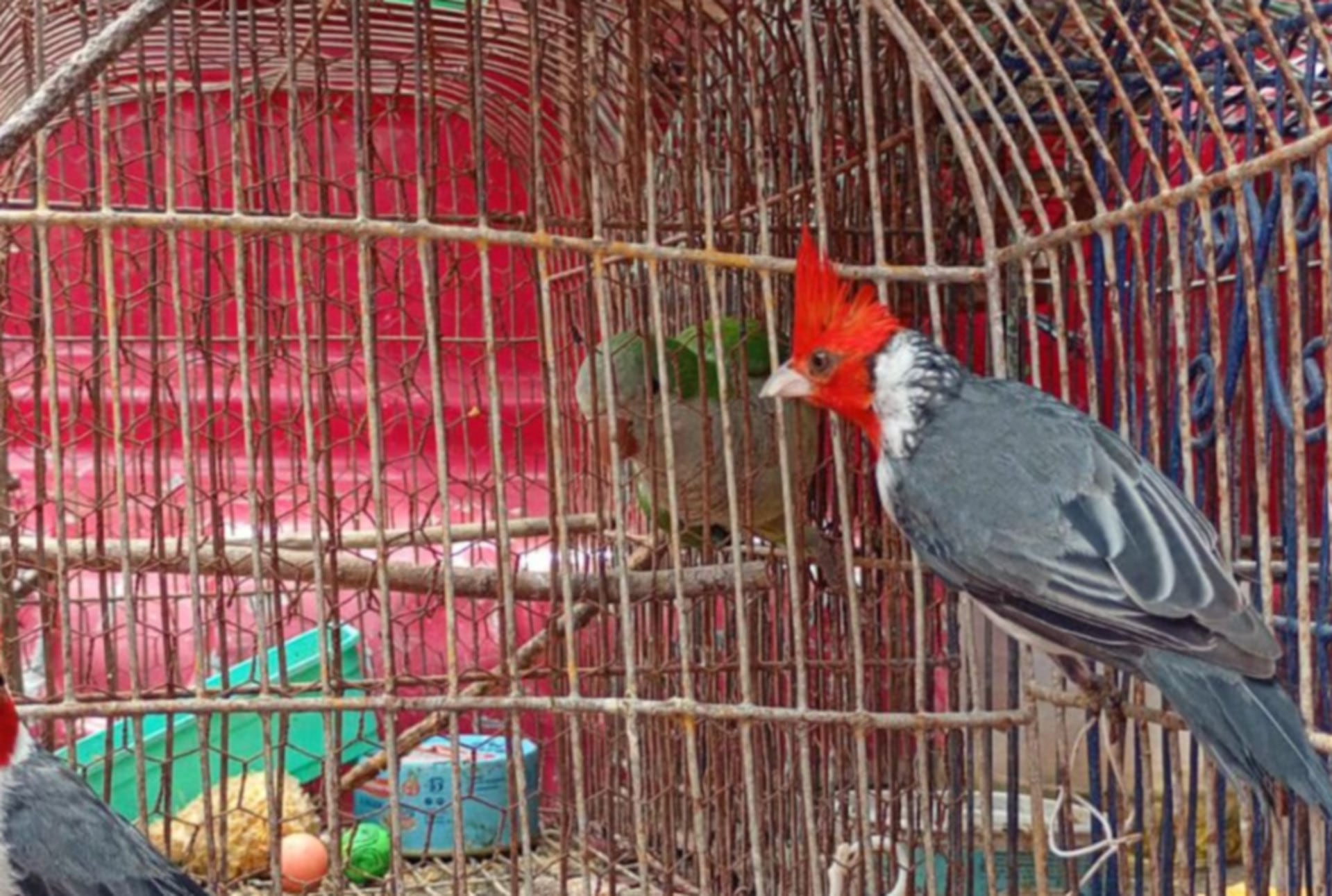 Aves silvestres, incluyendo un cardenal copete rojo y un loro, fueron rescatadas de jaulas durante un operativo en viviendas de Córdoba (El Doce.tv)