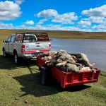 “Tenemos tres bebés preguntando por su mascota”: una familia denunció que le robaron una oveja en Lomas de Zamora