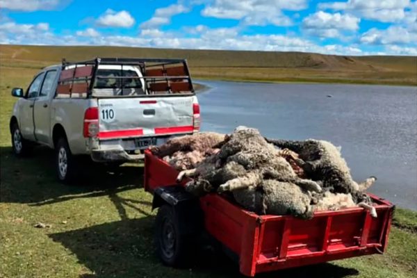 “Tenemos tres bebés preguntando por su mascota”: una familia denunció que le robaron una oveja en Lomas de Zamora