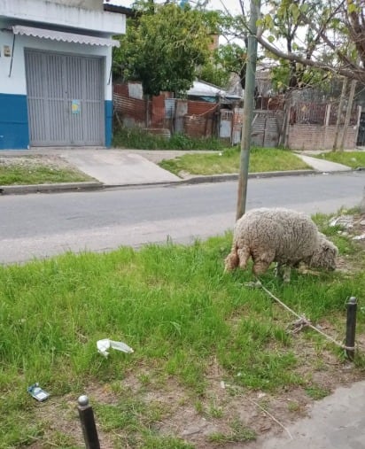 La intención de los dueños es lograr la devolución voluntaria de la oveja sin intervención de la justicia en Lomas de Zamora