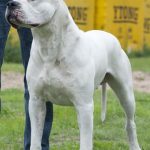 “Toky”, el Dogo Argentino que se convirtió en leyenda: ganó el certamen internacional de perros más prestigioso del mundo