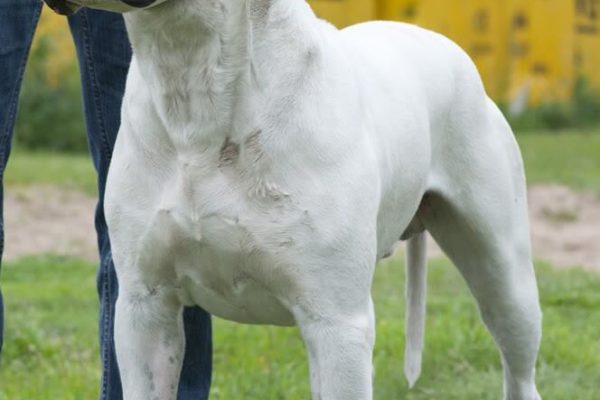 “Toky”, el Dogo Argentino que se convirtió en leyenda: ganó el certamen internacional de perros más prestigioso del mundo