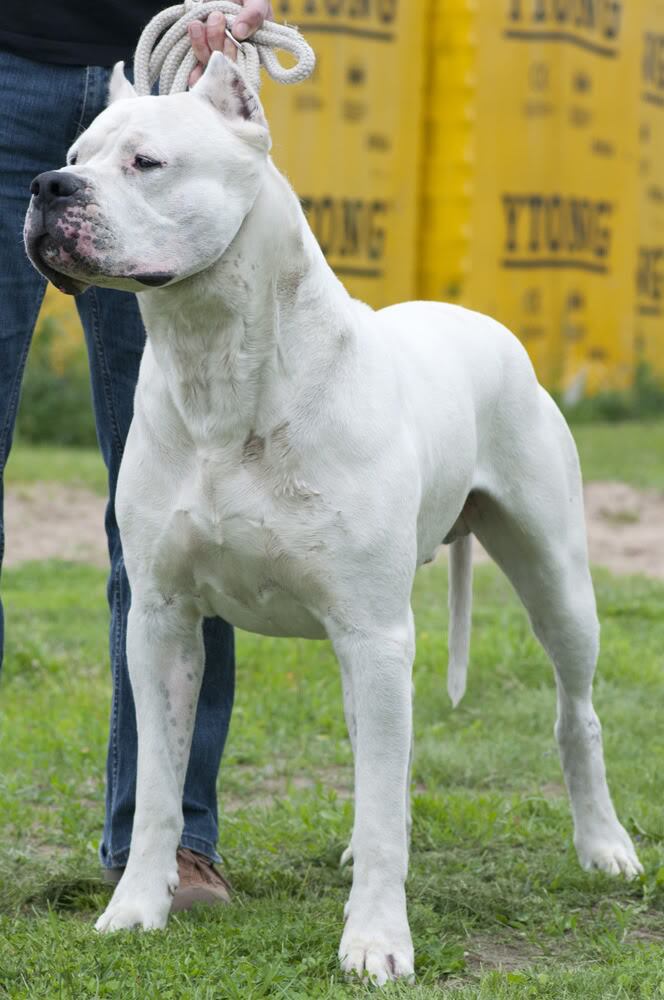 “Toky”, el Dogo Argentino que se convirtió en leyenda: ganó el certamen internacional de perros más prestigioso del mundo