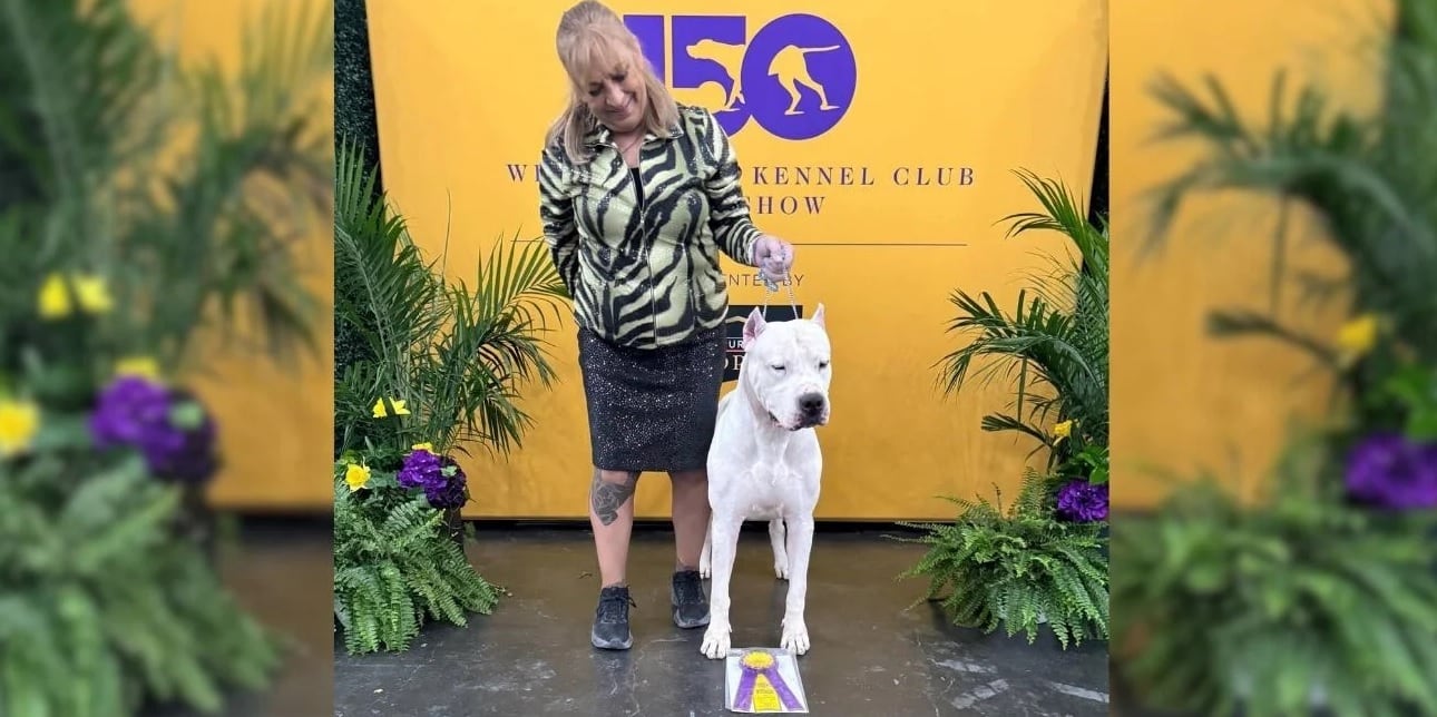 El ejemplar, proveniente del criadero cordobés “El Totoral” se alzó con el título de “Mejor de la Raza” en la 150ª edición del Westminster Kennel Club, celebrado en Nueva York