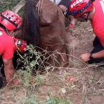 Tras un amplio operativo, rescataron a un caballo que cayó en un pozo ciego de tres metros de profundidad en Córdoba