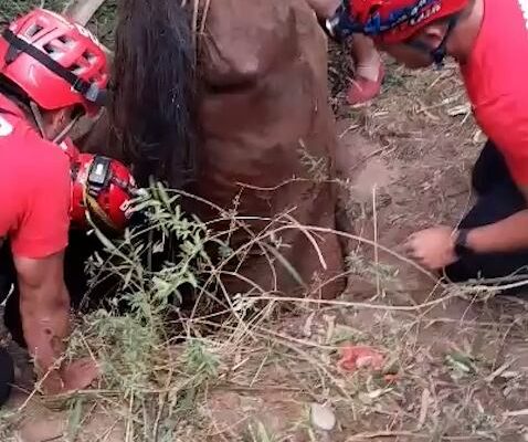 Tras un amplio operativo, rescataron a un caballo que cayó en un pozo ciego de tres metros de profundidad en Córdoba