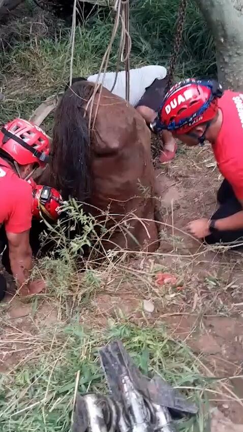 Tras un amplio operativo, rescataron a un caballo que cayó en un pozo ciego de tres metros de profundidad en Córdoba
