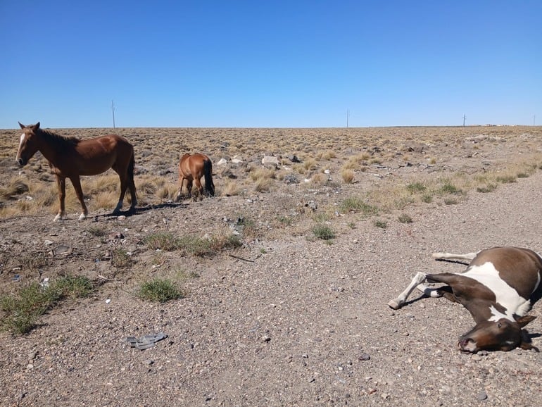 El potrillo fallecido en la ruta de Neuquén no poseía marca ni señal para identificar a su propietario y ningún testigo reclamó la propiedad del animal (LM Neuquén)
