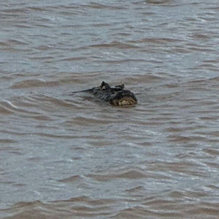 El animal apareció sorpresivamente y se mantuvo cerca de la orilla por varias horas